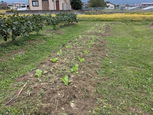 自然菜園教室