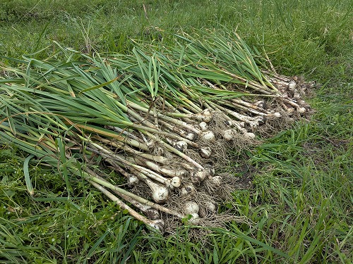 kumaFARM不耕起自然農の菜園教室