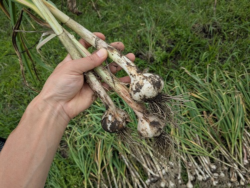 kumaFARM不耕起自然農の菜園教室