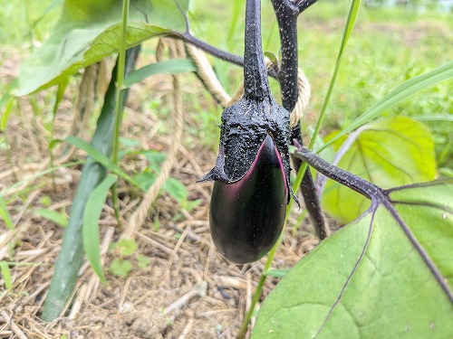 菜園教室