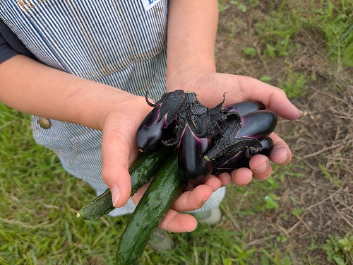 菜園教室