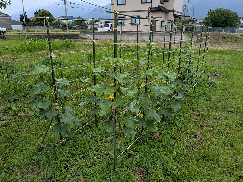 kumaFARM不耕起自然農の菜園教室