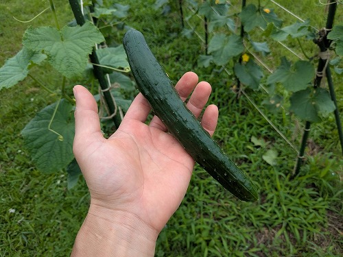 kumaFARM不耕起自然農の菜園教室