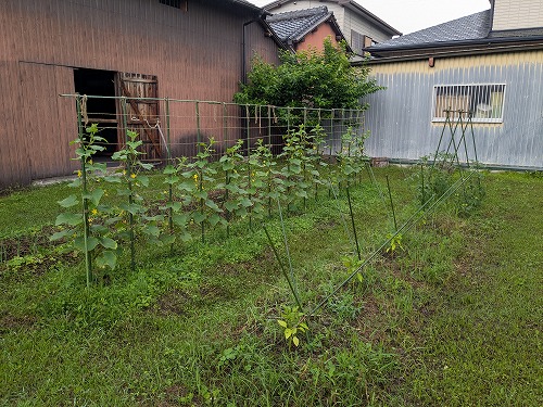 不耕起自然農の菜園教室「畑のがっこう」2025夏開催