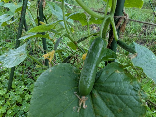不耕起自然農の菜園教室「畑のがっこう」2025夏開催