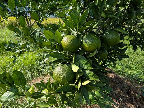 家庭菜園教室