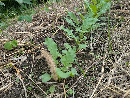 秋冬野菜