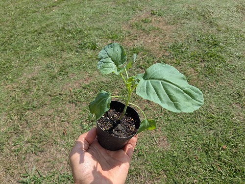 野菜苗