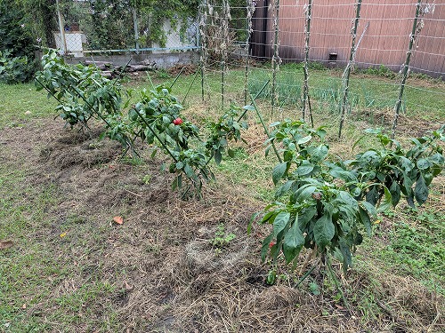 kumaFARM自然農菜園教室「畑のがっこう」
