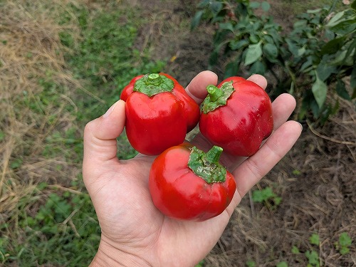 kumaFARM自然農菜園教室「畑のがっこう」