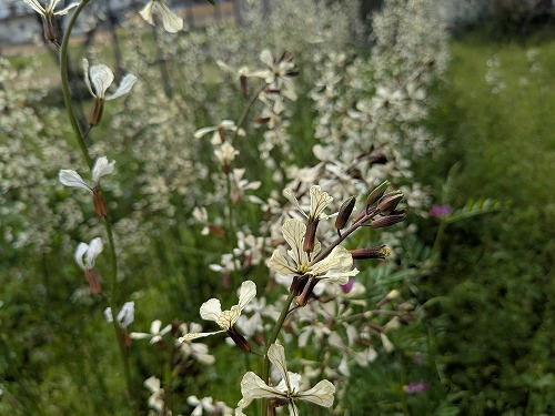 自然農の菜園教室