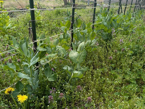 自然農菜園教室「畑のがっこう」