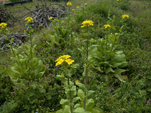 自然農菜園教室「畑のがっこう」