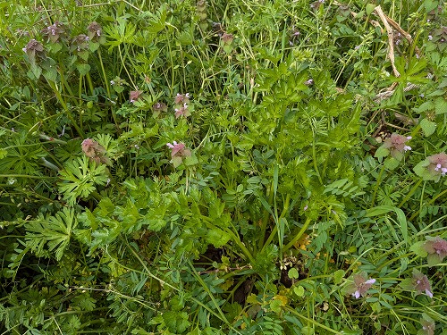 菜園教室「畑のがっこう」