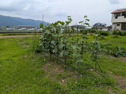 不耕起自然農の菜園教室「畑のがっこう」