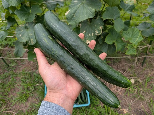 不耕起自然農の菜園教室「畑のがっこう」