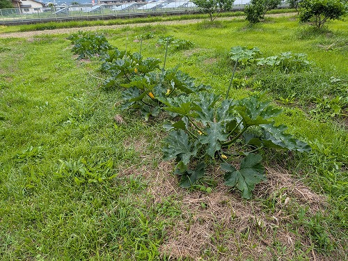 kumaFARM「畑のがっこう」