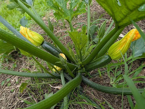 kumaFARM「畑のがっこう」