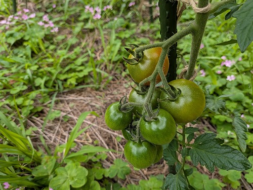 不耕起自然農の菜園教室「畑のがっこう」