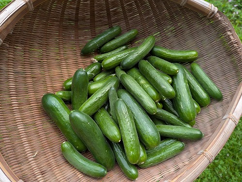 自然農菜園