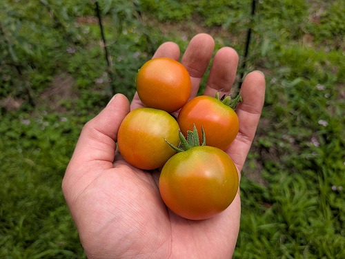 不耕起自然農の菜園教室「畑のがっこう」