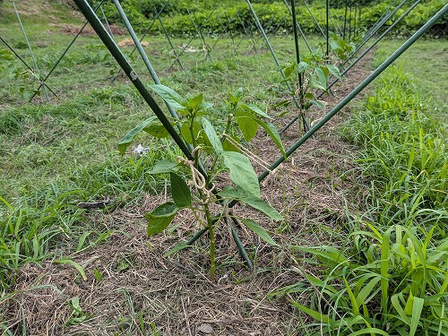 自然農菜園
