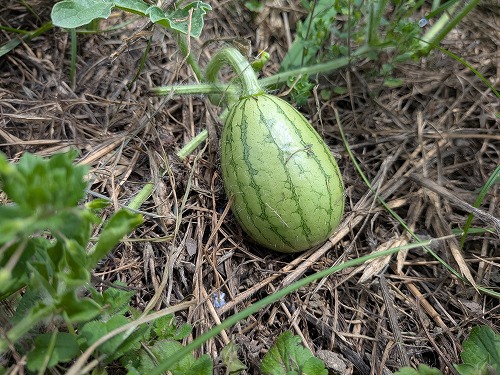 自然農菜園