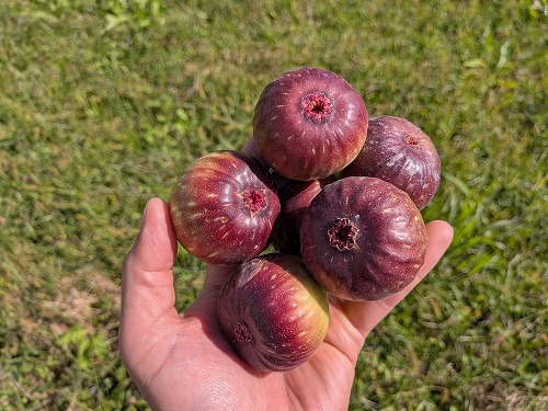kumaFARM自然農菜園教室「畑のがっこう」
