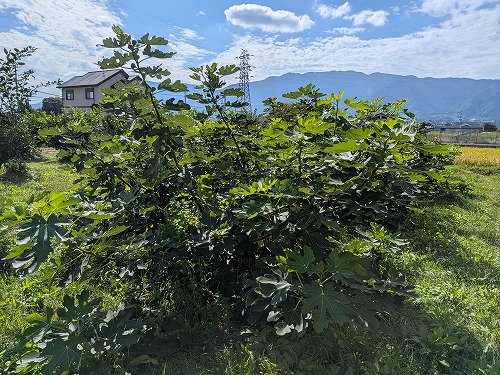 kumaFARM自然農菜園教室「畑のがっこう」