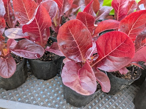 kumaFARM自然農菜園教室「畑のがっこう」