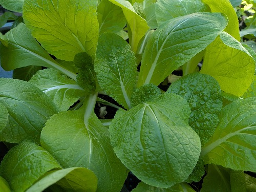 kumaFARM自然農菜園教室「畑のがっこう」