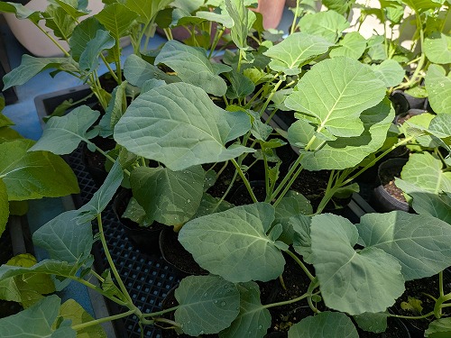 kumaFARM自然農菜園教室「畑のがっこう」