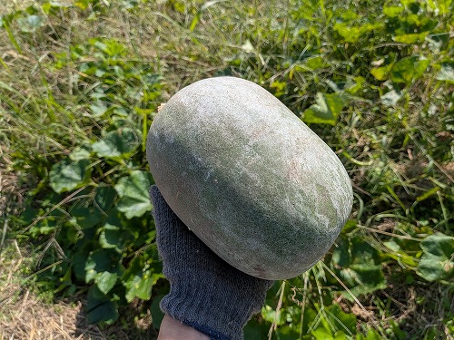 奈良自然農菜園体験