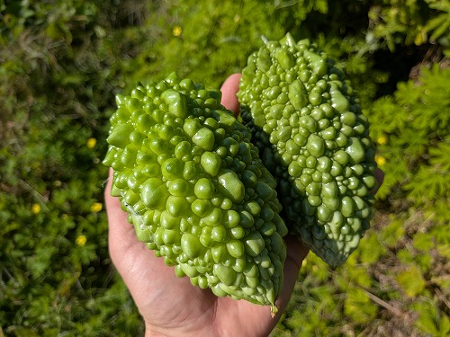 奈良自然農菜園体験