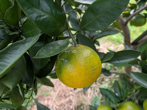 菜園教室